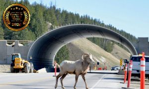 wildlife crossing overpass