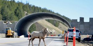 wildlife crossing overpass