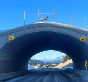 wildlife crossing overpass
